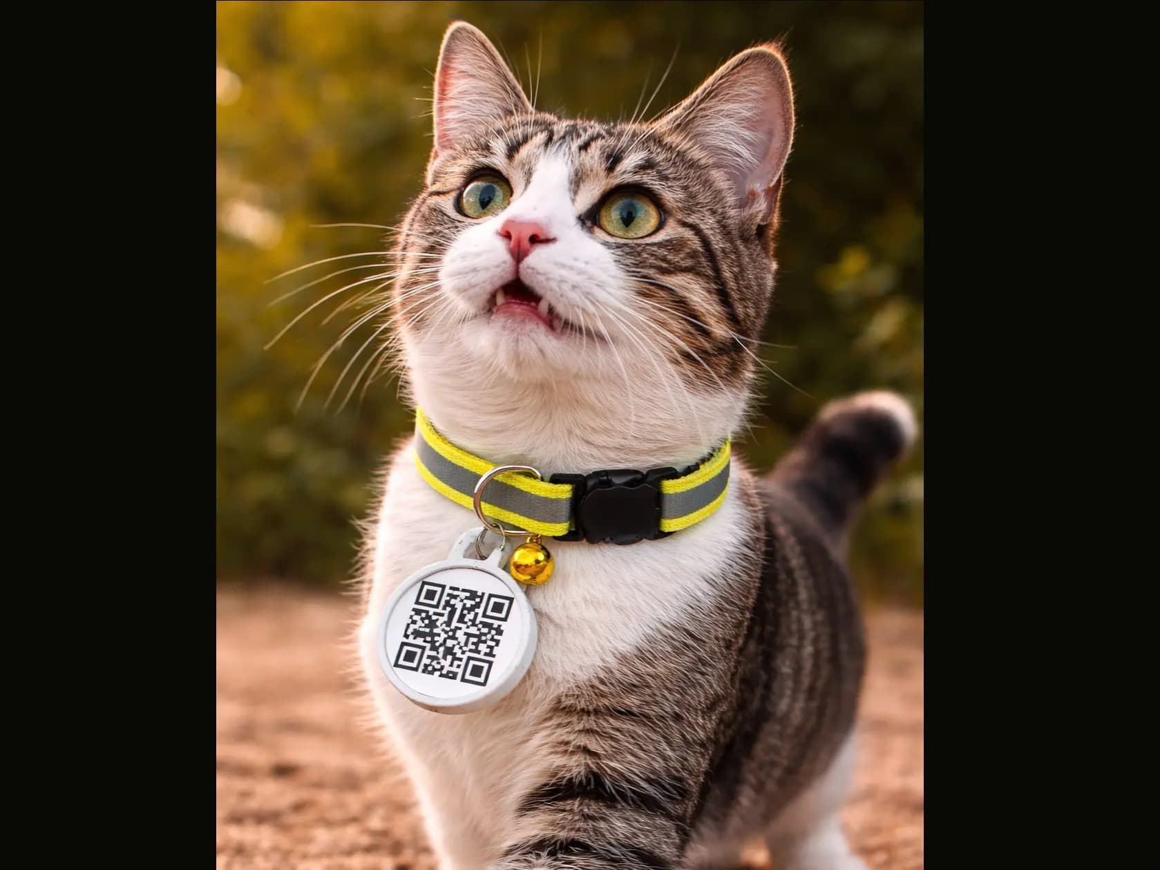 🐈 Collar CatDog para Gatos